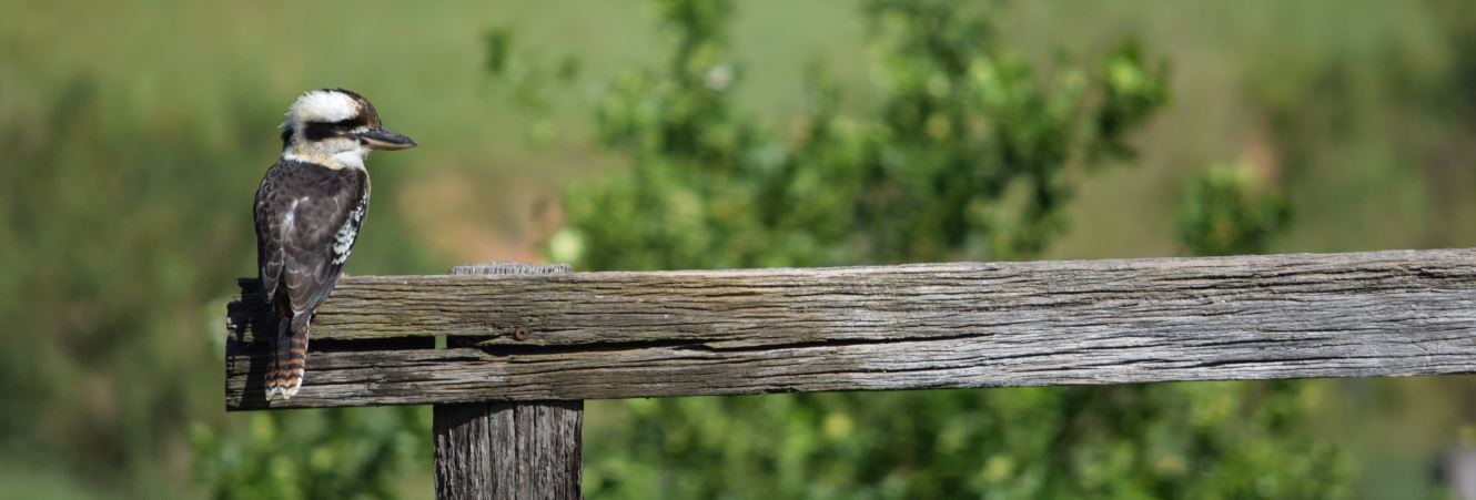 A kookaburra resting calmly on a wooden fence in a peaceful grassy setting, symbolizing moments of stillness and grounding in the recovery journey.